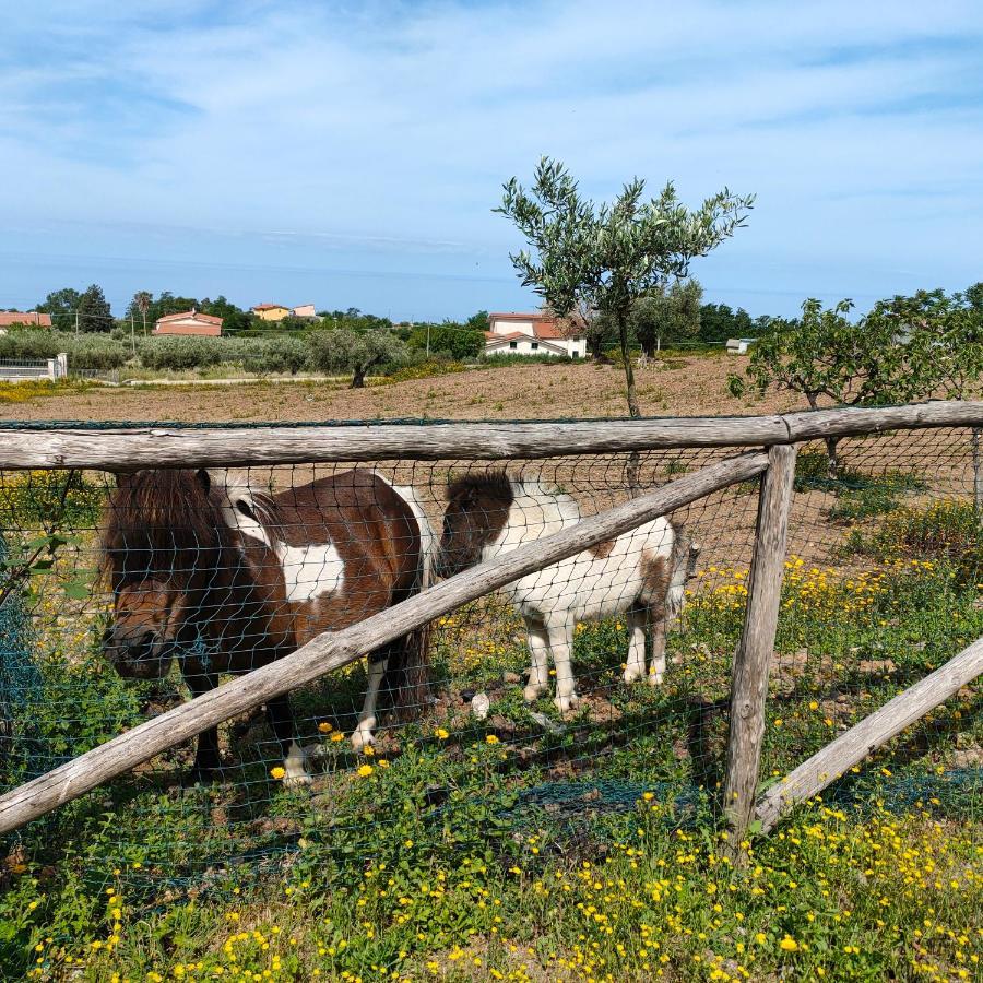 Agriturismo Agri Armonia San Lucido Exterior foto